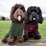 At the Grange - Dogs