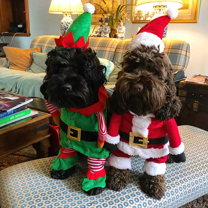 Doggos